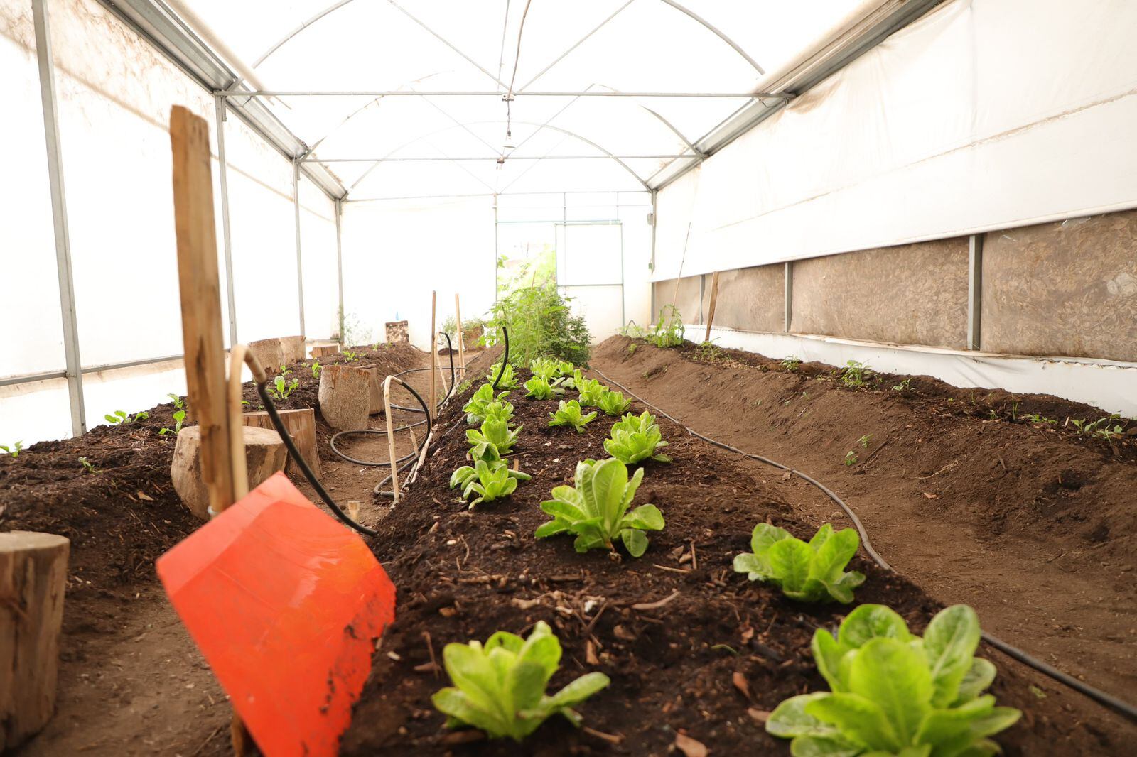 Huerto comunitario en Álvaro Obregón