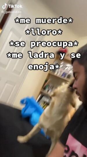 Perrito que muerde a su dueño y se arrepintió de inmediato