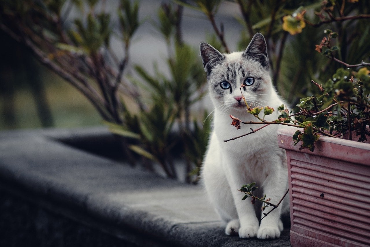 Gato