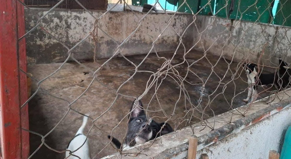 Centro de Protección Animal de Ixtapaluca