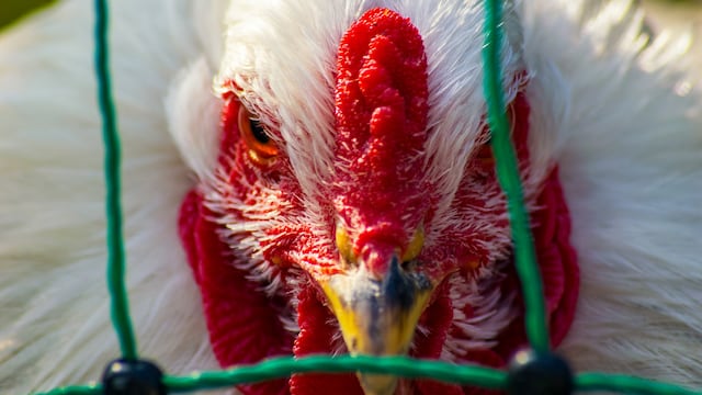 OMS dice que hay otro caso en Australia