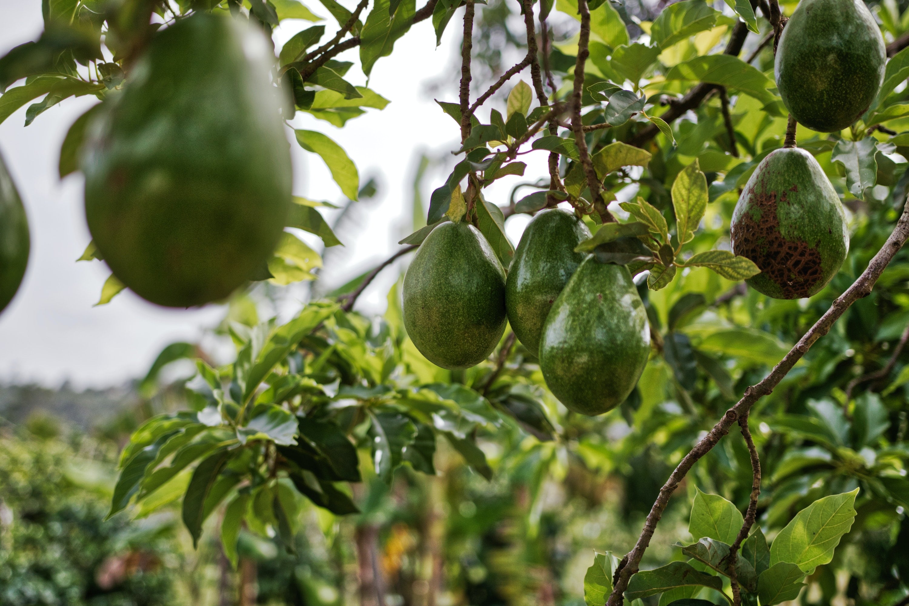 Aguacate/pexels
