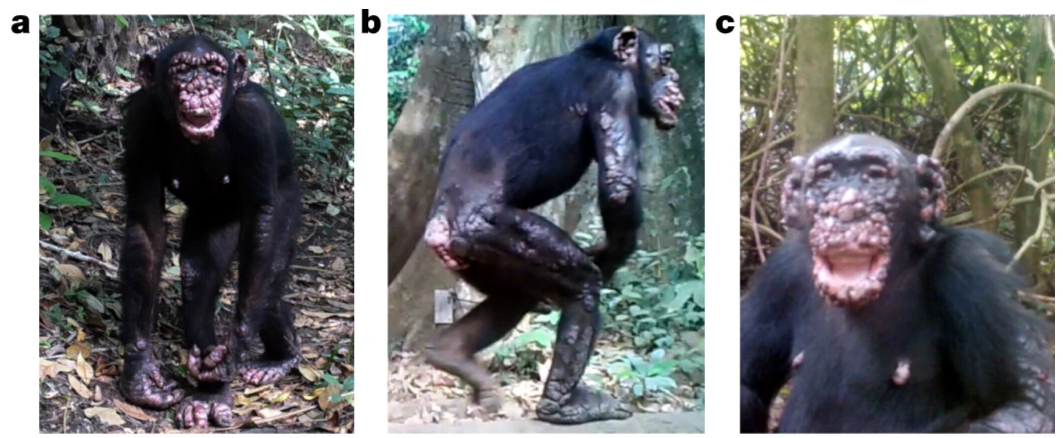 Confirman casos de lepra en chimpancés salvajes