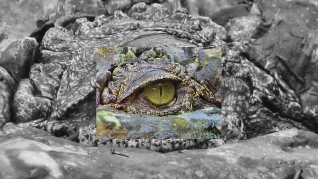 Una parte del cerebro del cocodrilo permanece alerta incluso cuando están dormidos, los científicos necesitan más pruebas para saber más pruebas para determinar qué parte del cerebro permanece alerta y si la otra mitad está realmente dormida.