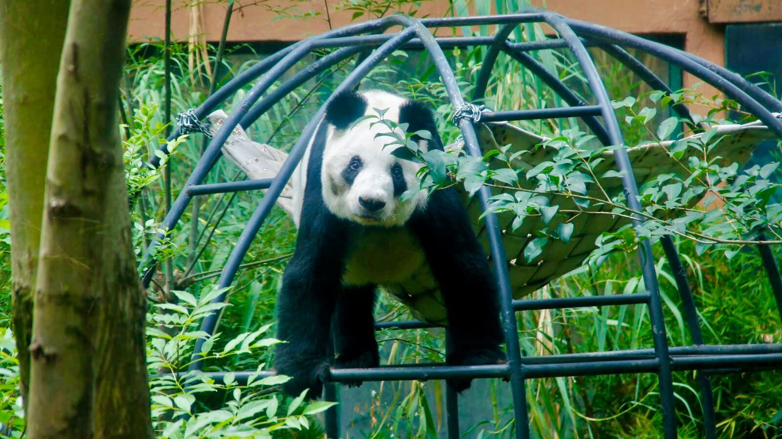Xin Xin ha superado la esperanza de vida para un panda gigante