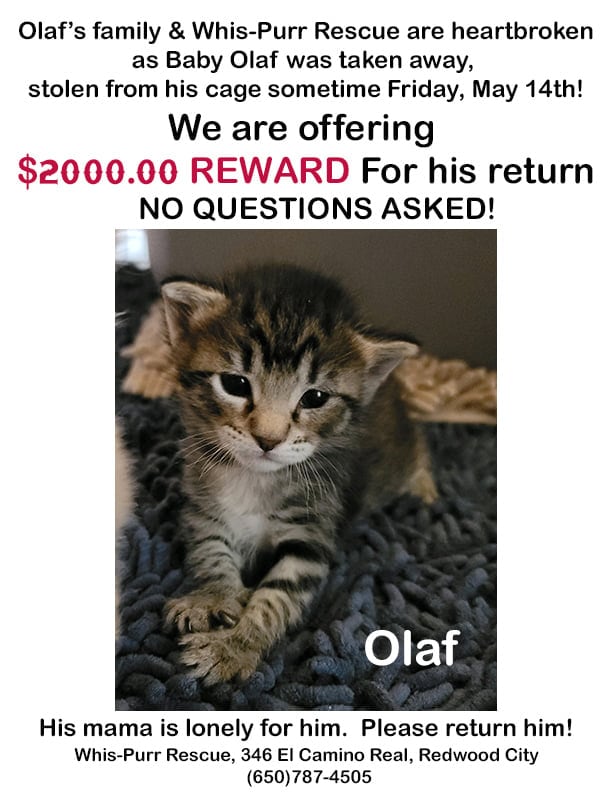 Anuncio de la oferta por el rescate del gato Olaf