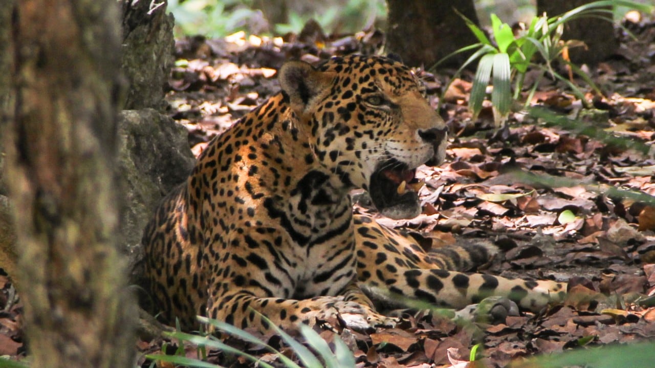 Jaguar tren maya