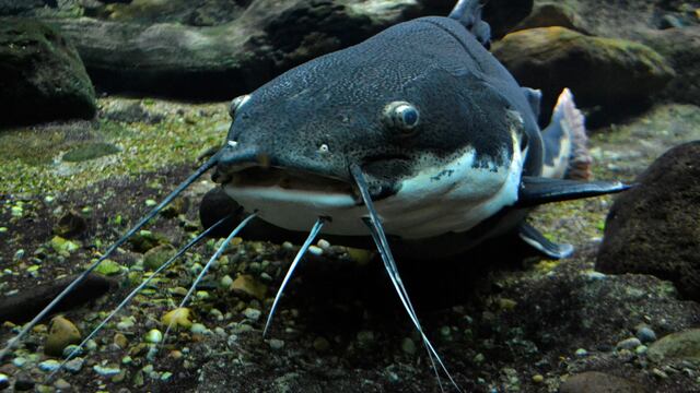 Un pez gato cayó en el parabrisas de la mujer rompiéndolo