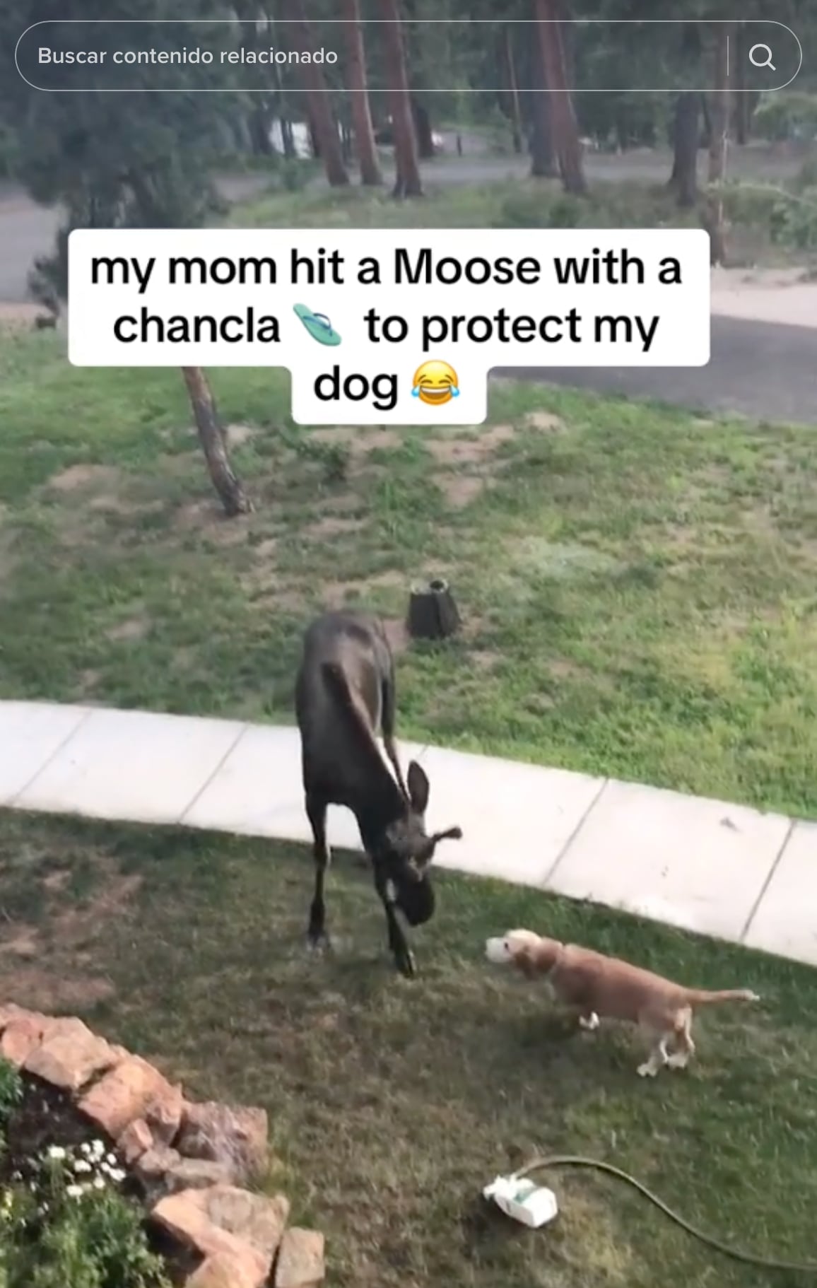 VIDEO: La chancla no falla ni para ahuyentar a un alce y TikTok quiere saber si su mamá es latina