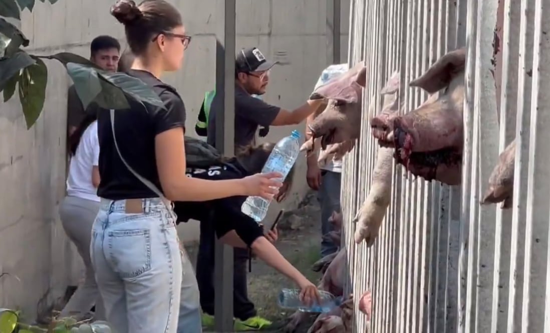 Activistas ayudando a cerditos accidentados