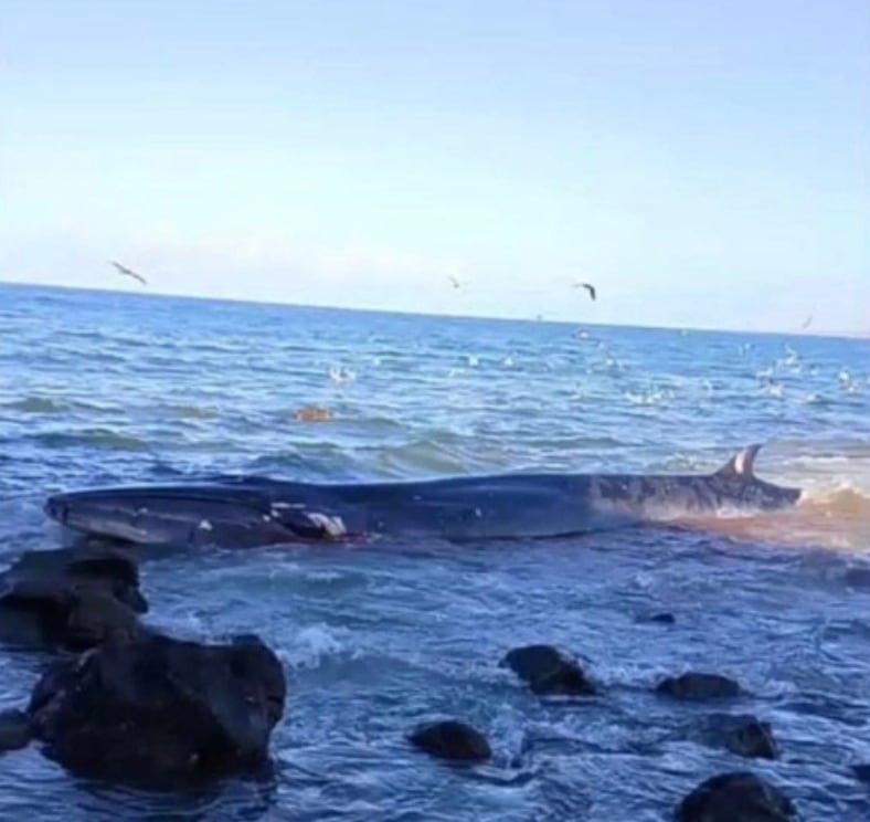 Ballena varada en playas de Sinaloa