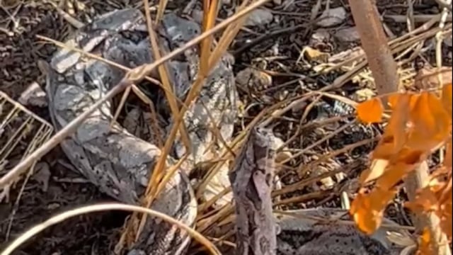 Dan agua a serpiente en medio de ola de calor