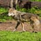 Nacen 5 lobos mexicanos en el Zoológico de Chapultepec