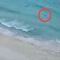 Se meten al mar en Cancún en plena cuarentena y les sale un tiburón (VIDEO)