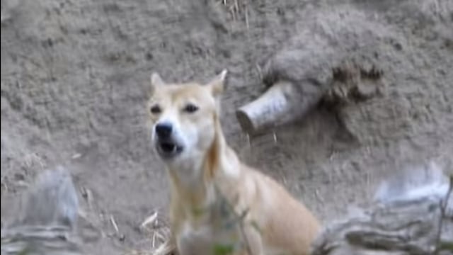 Perro cantor de Nueva Guinea
