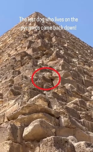 Perro es captado bajando de la pirámide de Egipto tras haber llegado a la cima.