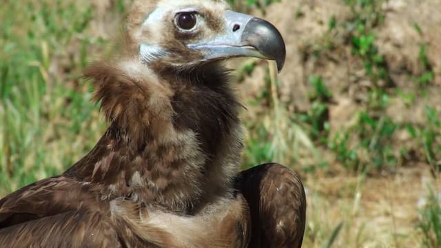 ¿Existen semejanzas entre el hombre y el buitre?