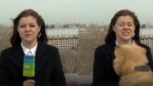 Perro roba micrófono a reportera en plena trasmisión en vivo