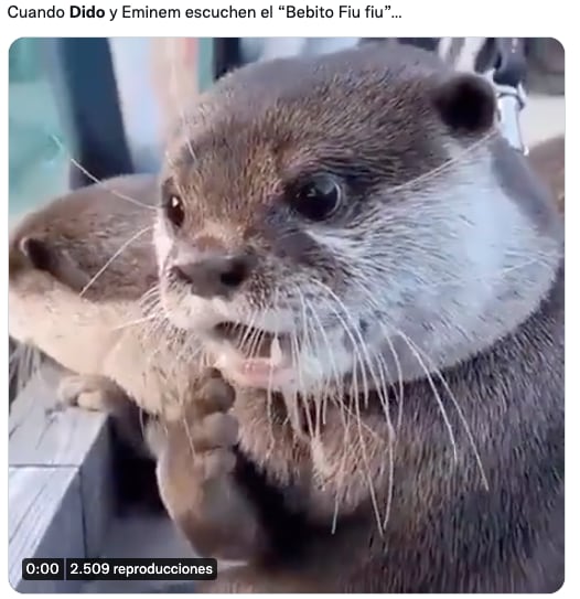 Memes de Dido y Mi bebito fiu fiu