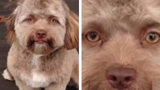 Yogi, el perro con cara de humano.