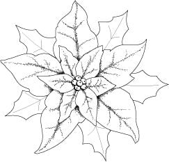 Dibujo de nochebuena