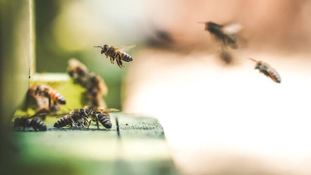 Abejas son rescatadas de casa en la CDMX