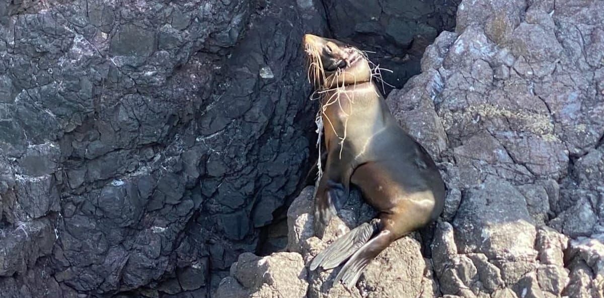 Lobo marino atrapado en el puerto de San Carlos, Sonora