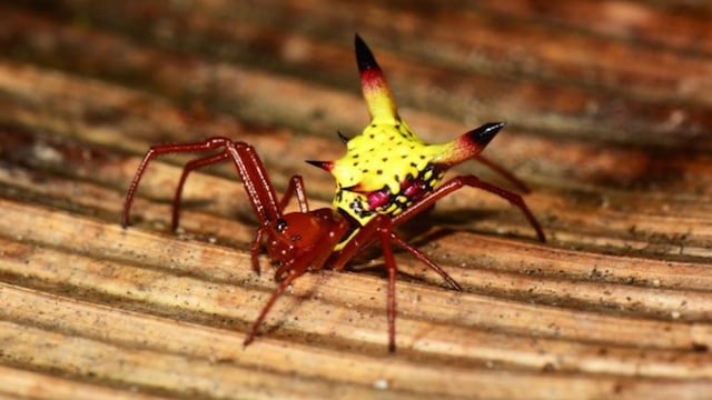 Una Micrathena Sagittata hembra.