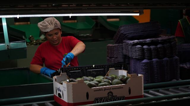 Michoacán es el principal productor de aguacate, exporta 2.3 millones de toneladas anuales con un valor de aduana de 7.6 millones de dólares, generando al menos 310 mil empleos directos en el estado.