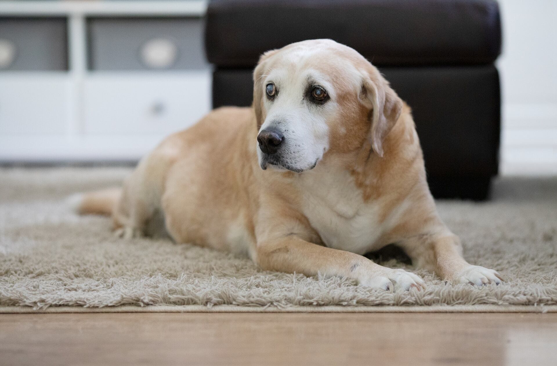 Perro viejo