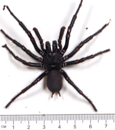 "Hércules", la araña más grande y venenosa del mundo