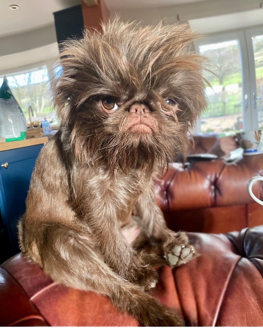 Proshka, el perrito gruñón / Stefani ('griffy.gir' en Instagram)