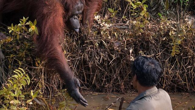 El orangután ofrece su ayuda al hombre en el río