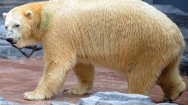 Muere Inuka, el único oso polar del trópico