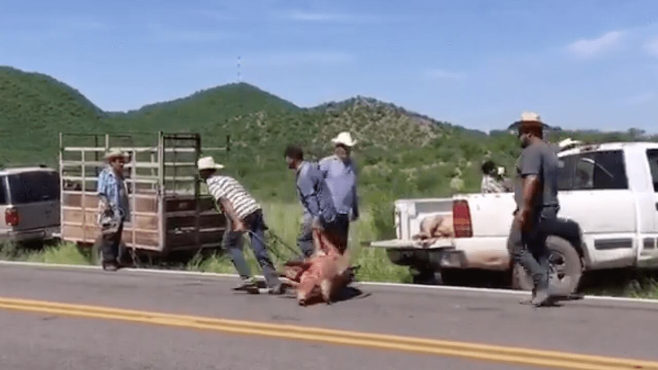 VIDEO: Vuelca trailer que llevaba cerditos en Sonora; pobladores roban animales