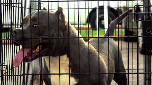 Perro ataca a niños en escuela primaria de Nuevo León; reportan una menor grave