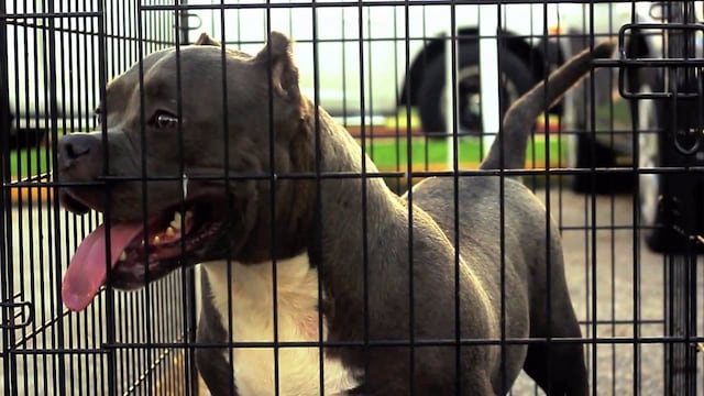 perro pitbull