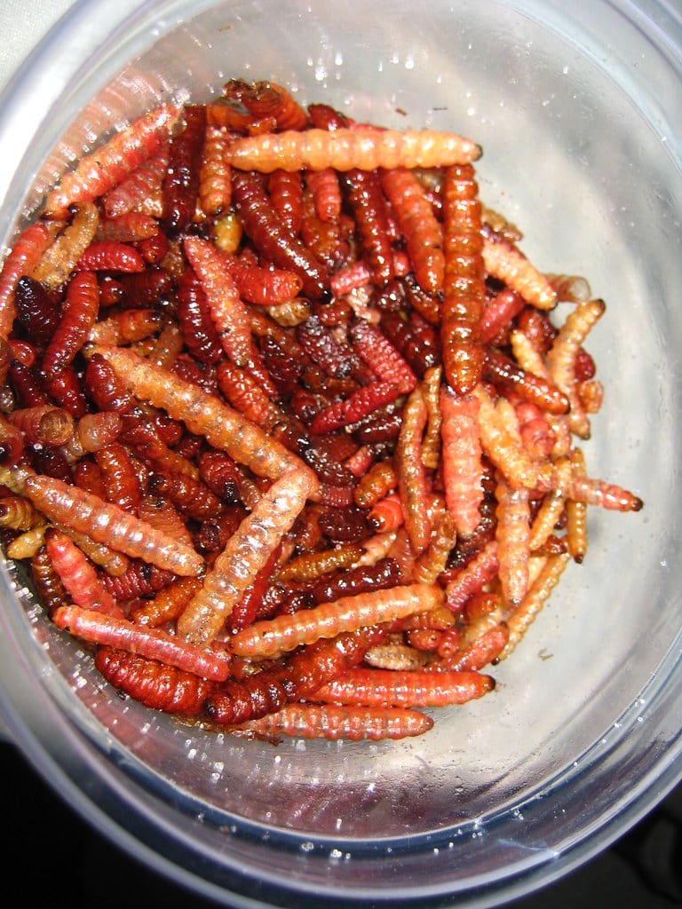 Gusanos de maguey, insectos que se comen en México