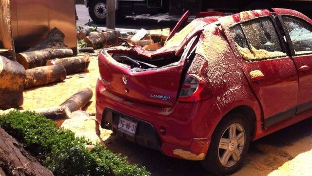 Cae árbol en Anzures