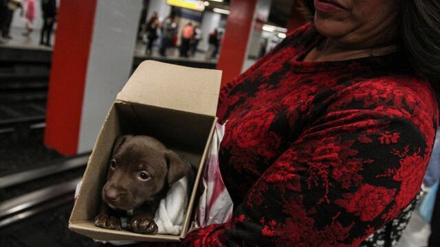 (Imagen ilustrativa) Cachorro de pitbull viaja en el Metro a bordo de una cajita de cartón