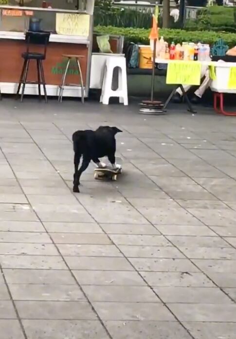 Perrito en su patineta