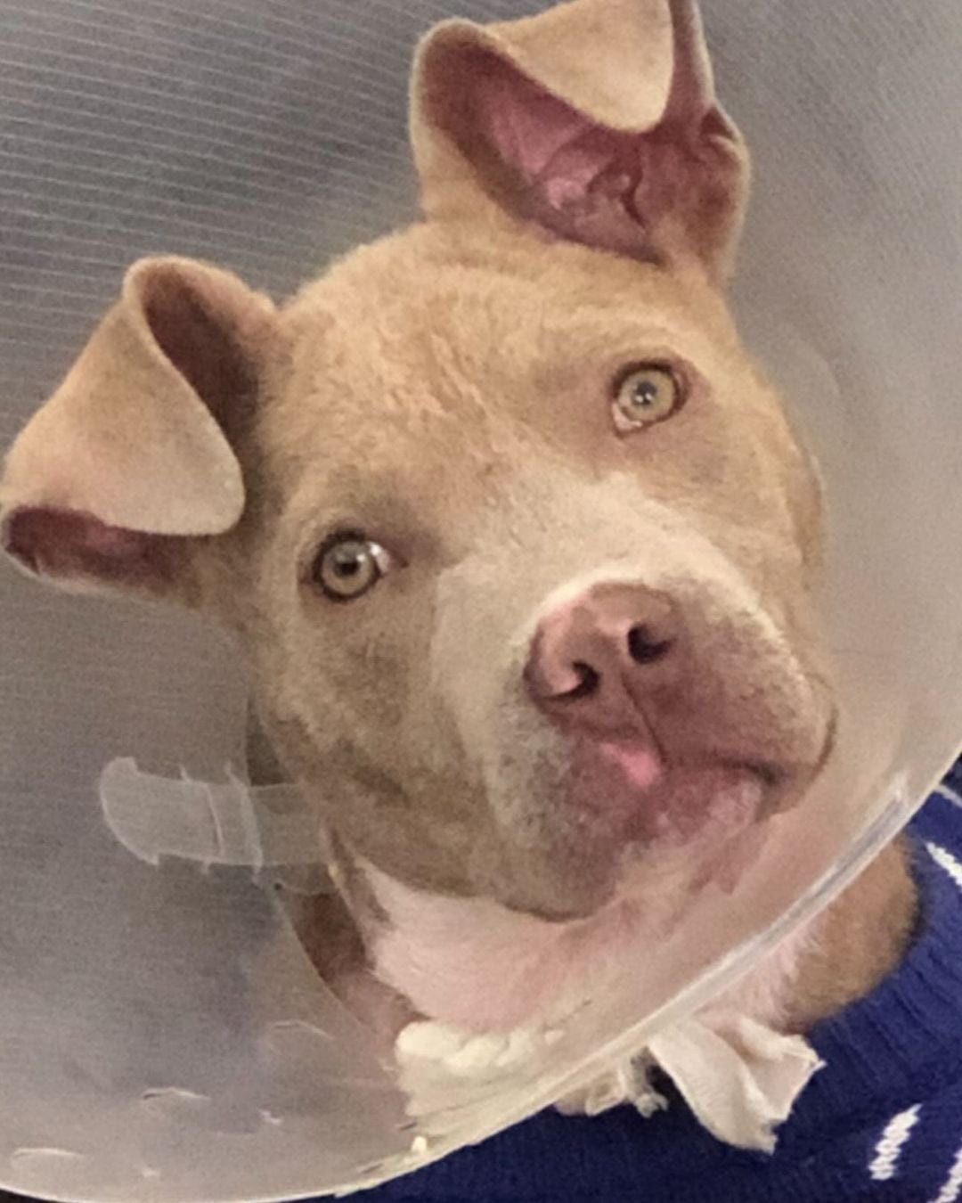 Caspita, perro de Consuelo Duval.