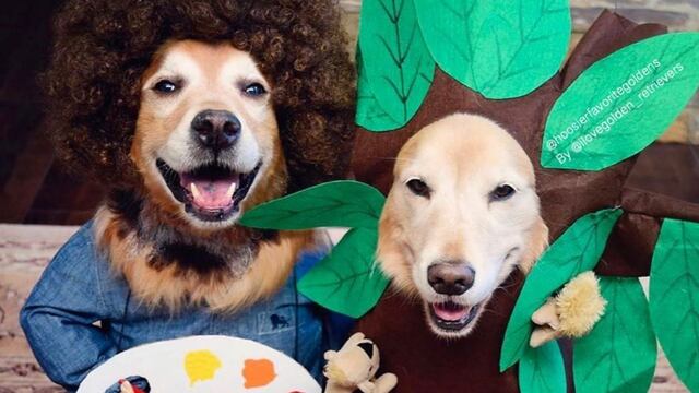 Dog Ross y un árbol feliz