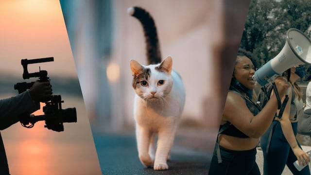 Este 20 de febrero es el Día del Fotógrafo y Camarógrafo, el Día Internacional del Gato y el Día Mundial de la Justicia Social