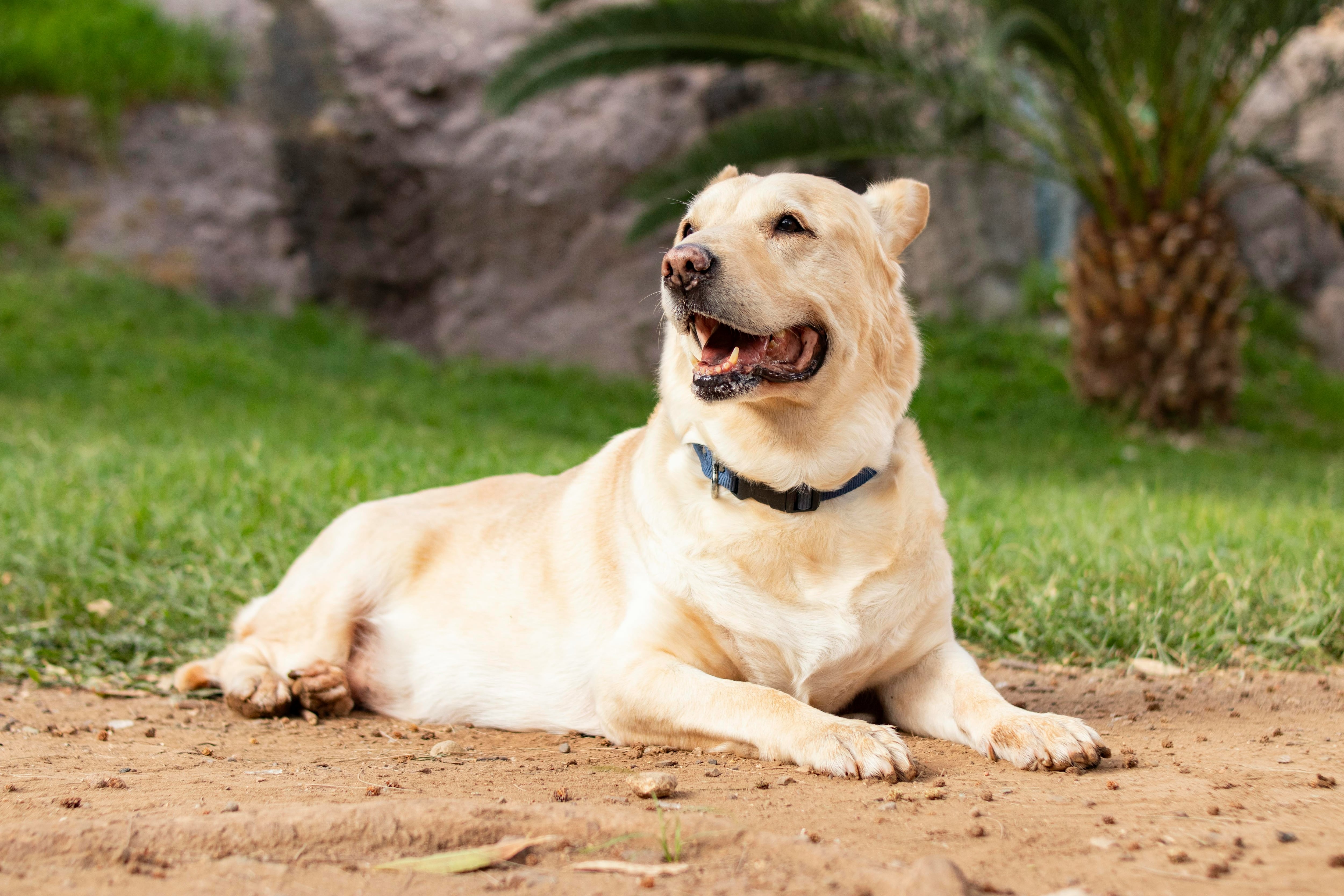 Así son los perros mestizos, como Rocky de Paw Patrol