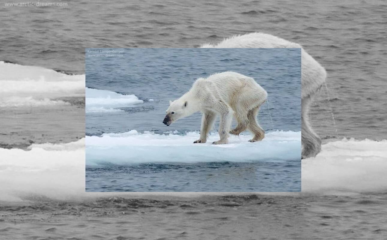 Oso polar desnutrido alerta sobre cambio climático