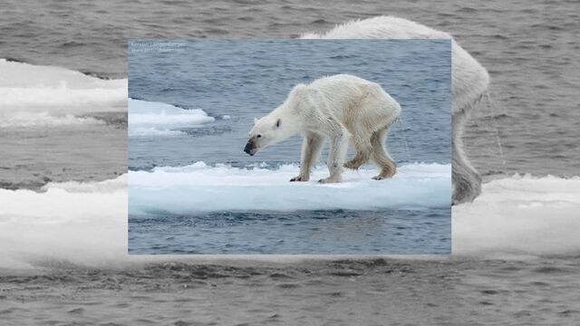 Oso polar desnutrido alerta sobre cambio climático