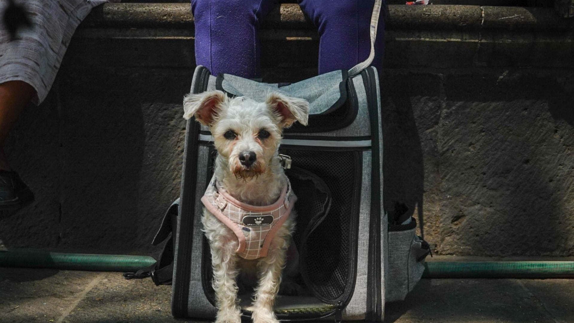 Partido Verde impulsa protocolo para proteger animales de compañía ante emergencias