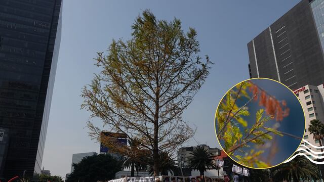 Ahuehuete de Paseo de la Reforma