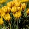 ¿Qué se celebra el 21 de septiembre que lo relaciona a regalar flores amarillas?